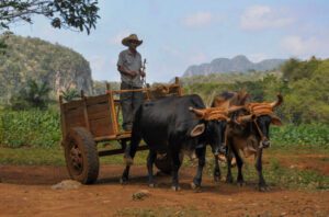 Tractors are rare in Cuba and this sight of a farmer with oxen is very common.
