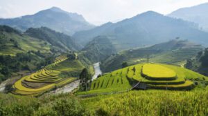 Vietnam is the second leading exporter of rice. Fields of terraced green rice fields dot the landscape in Vietnam.