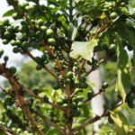Coffee tree in Nicaragua