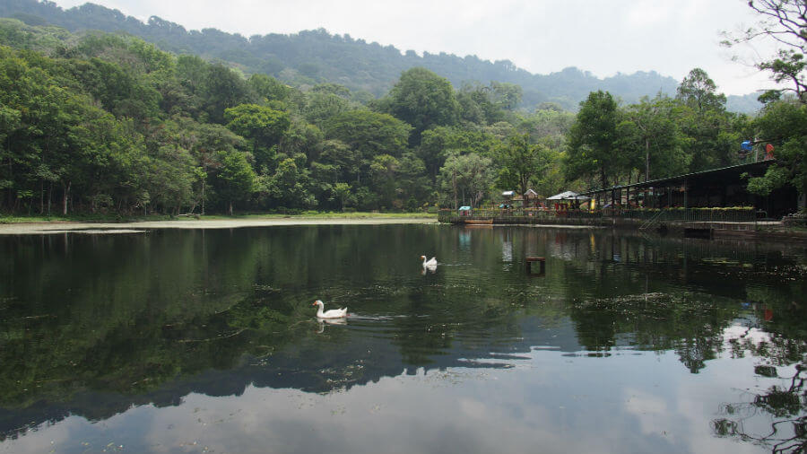 Swans swim in the lake at Selva Negra