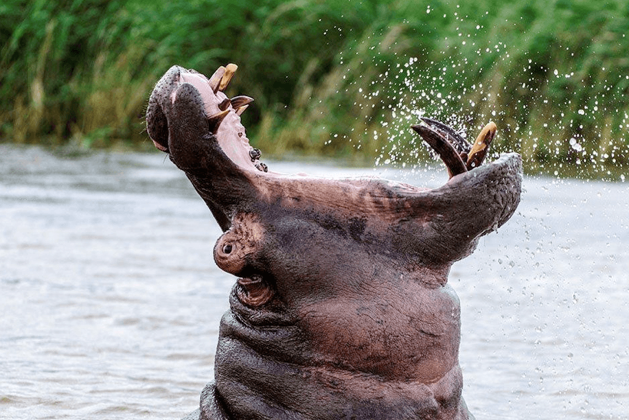 South African hippopotamus