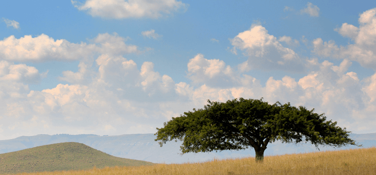 The beautiful South African Savanna