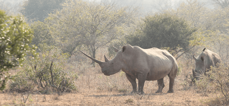 South African Rhinos