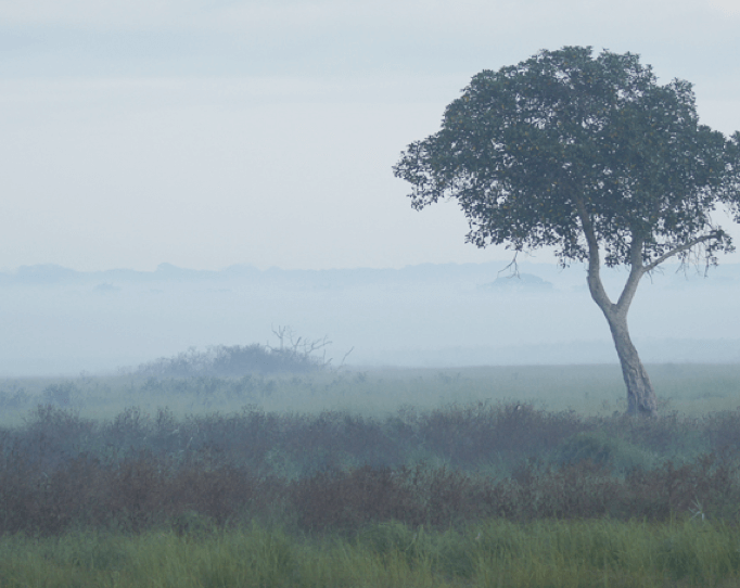 South African savanna
