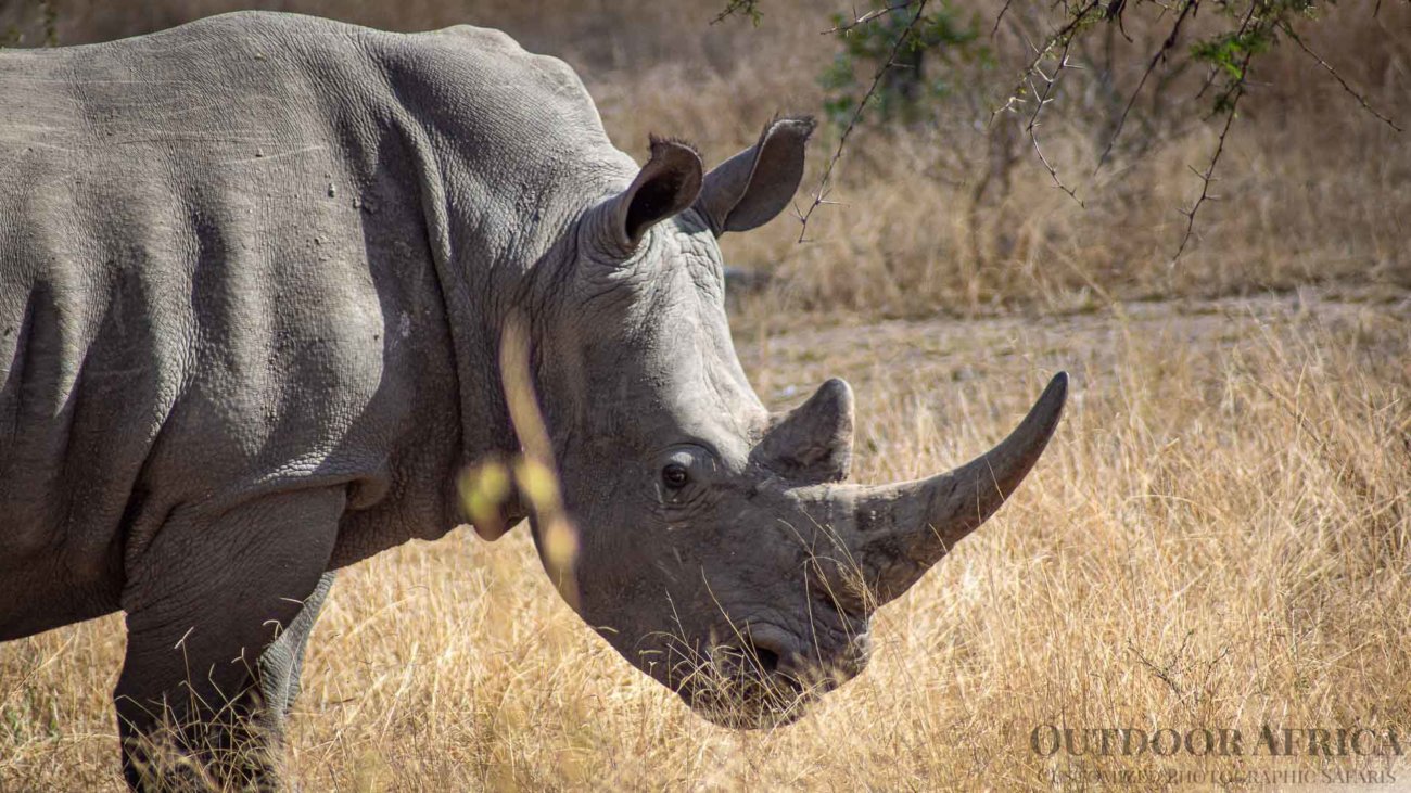 Rhino seen on safari in South Africa