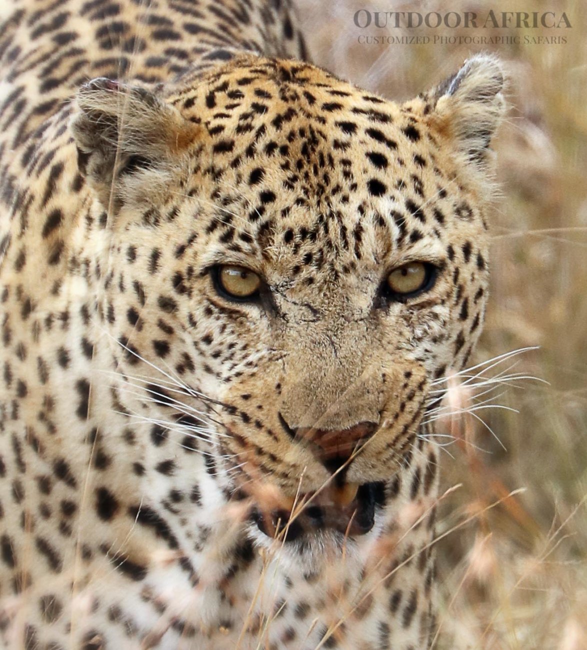 Leopard seen on Safari South Africa