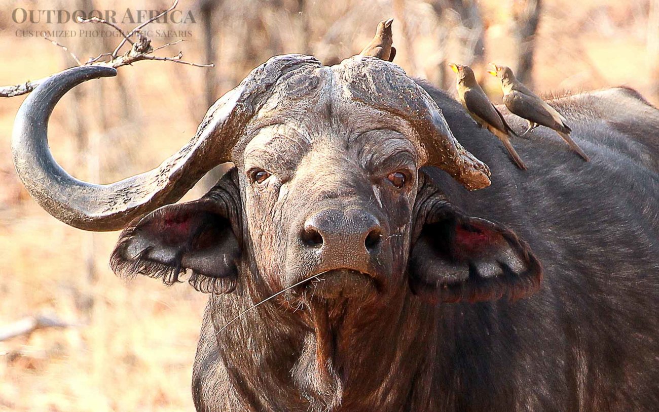 Spotting the African Cape Buffalo on Safari in South Africa.